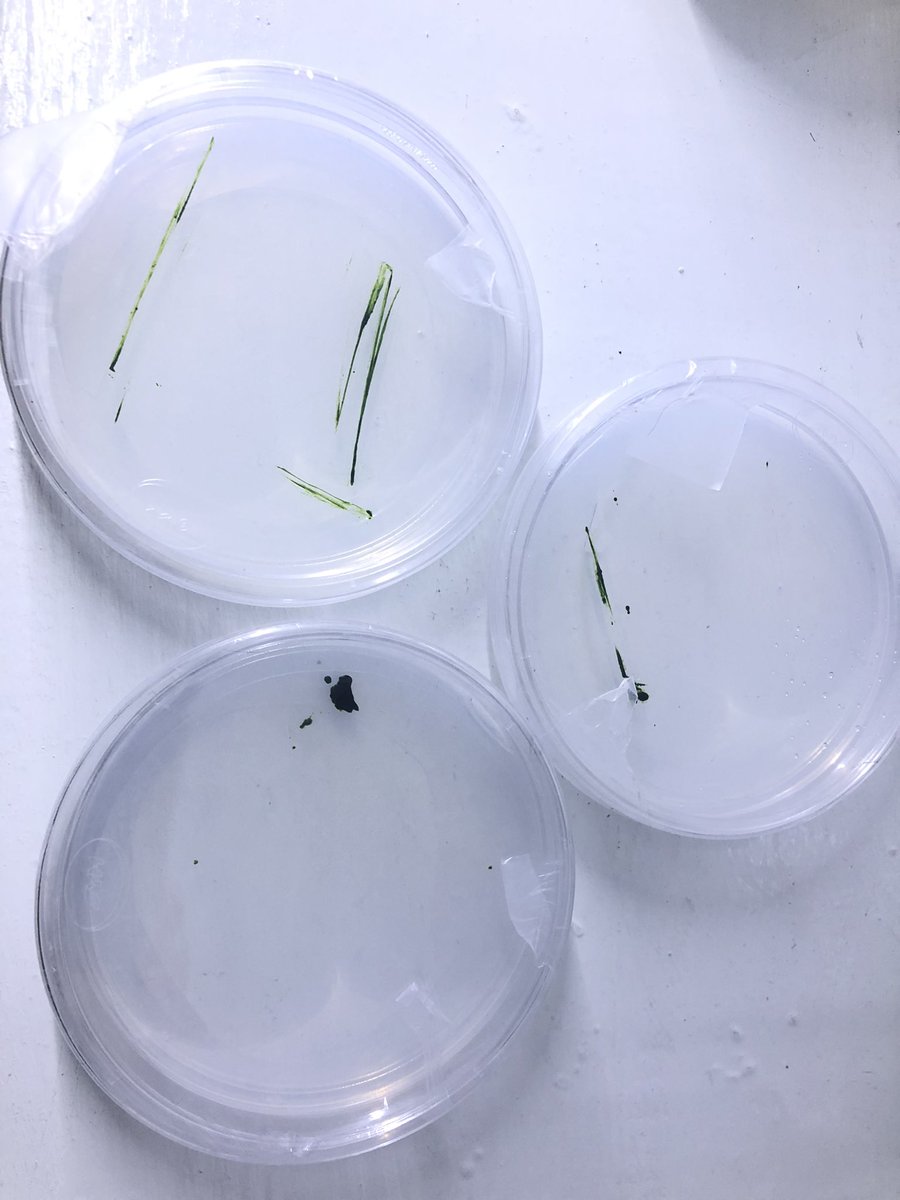 commonpoem's tweet photo. Nannochloropsis CCAB301/41 can and will grow on 1 M lactose 

This marine alga does have the enzimatic machinery to assimilate lactose components 
Thats crazy news for me. https://t.co/qKFhu2DVGK