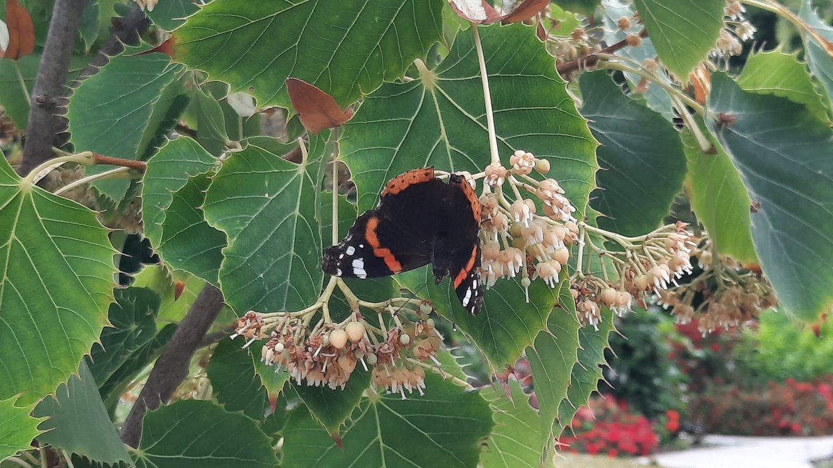 #battleflowers #Angers Arboretum 08/2023 🌹🌷🌺🌻🌼🌸🦋