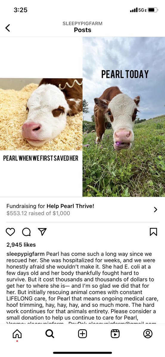 Last chance to order something here as I plan to close the shop at the end of the week. I will be donating a portion of sales to the cow rescue efforts at @sleepypigfarm to help little Pearl (pictured in screenshot). streamily.com/kirabuckland