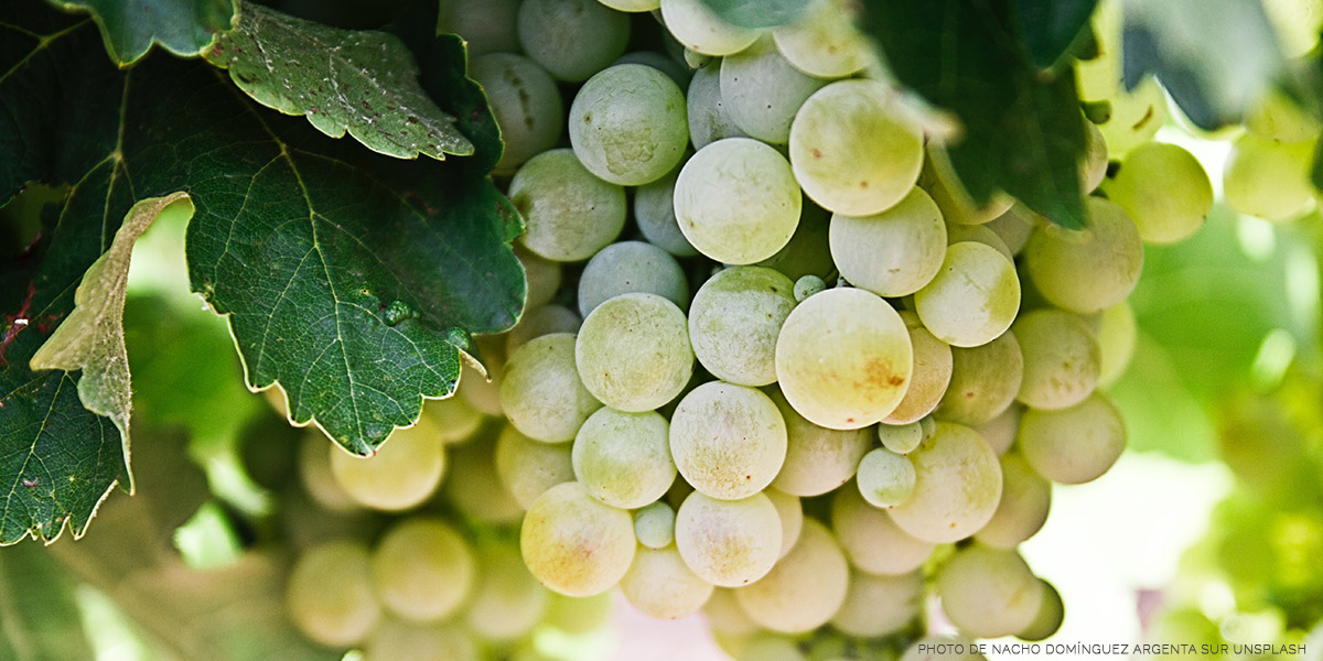 🍇 #Jura #Job #saisonnier #vendangesbfc2023 #viticulture
Alors que les vendanges approchent à grands pas, 200 vendangeurs sont encore recherchés dans les vignes du Jura.
Postulez en ligne sur le site de Soelis : -> soelis.net/fr/offre/450542
