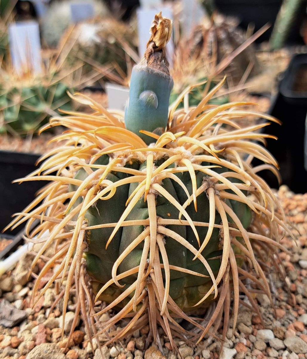 Crazytus2's tweet photo. Gymnocalycium spegazzinii💥💥💥 https://t.co/hwrYXZDIRi