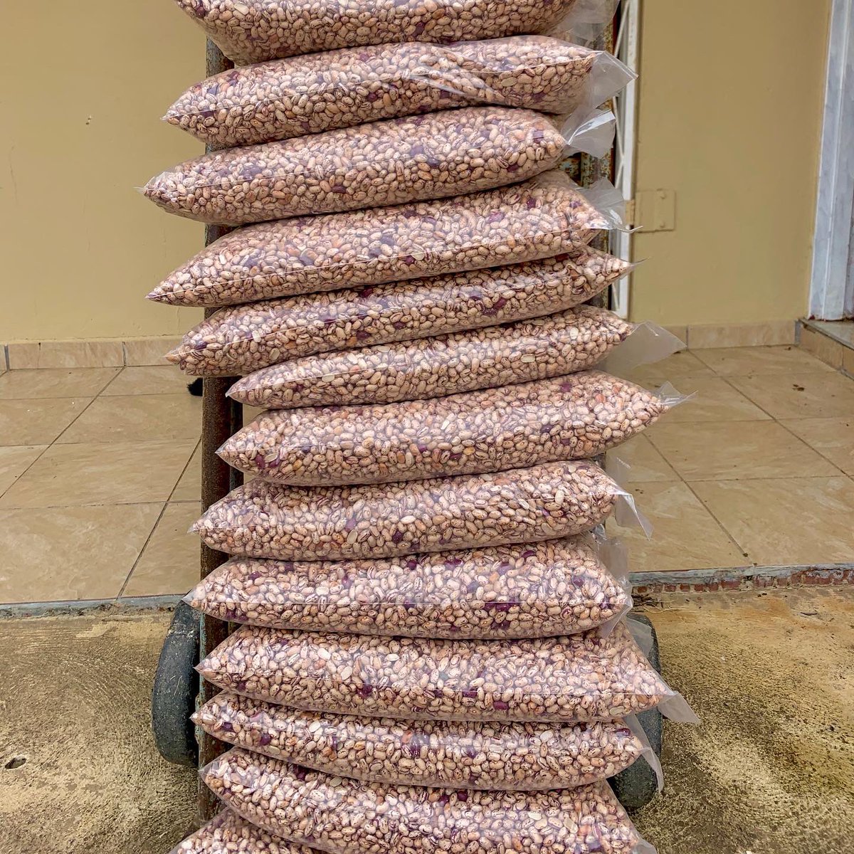 startfarmingnow's tweet photo. List of common #beans types available in South Africa:

1. Sugar Beans (Phaseolus vulgaris)
2. Kidney Beans
3. Lima Beans (Butter Beans)
4. Black-eyed Peas (Cowpea)
5. Mung Beans
6. Cannellini Beans

Add other types please #farming #FarmLife #agriculture Photo @asngcobo https://t.co/W6G0XnCbJV