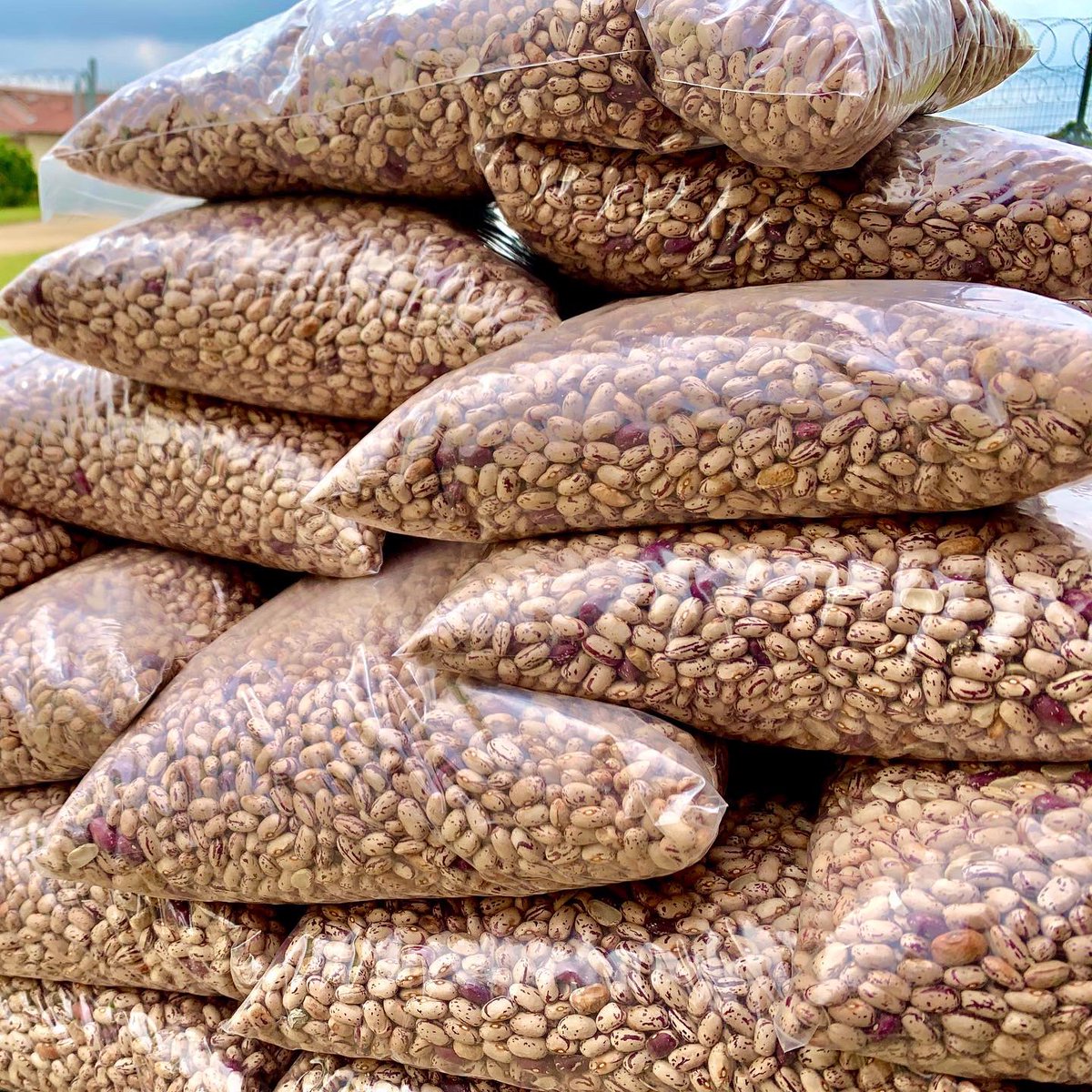 startfarmingnow's tweet photo. List of common #beans types available in South Africa:

1. Sugar Beans (Phaseolus vulgaris)
2. Kidney Beans
3. Lima Beans (Butter Beans)
4. Black-eyed Peas (Cowpea)
5. Mung Beans
6. Cannellini Beans

Add other types please #farming #FarmLife #agriculture Photo @asngcobo https://t.co/W6G0XnCbJV