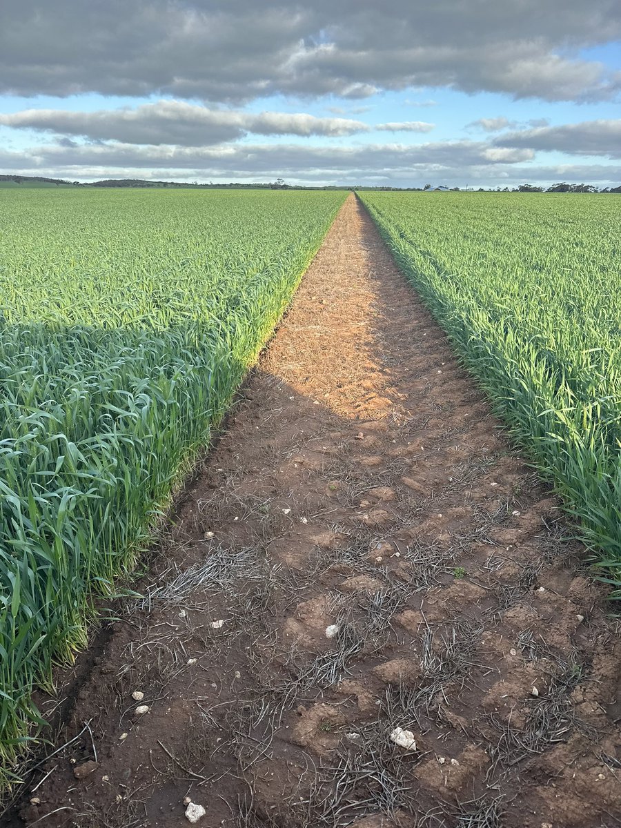 Sakura did a cracking job this year.