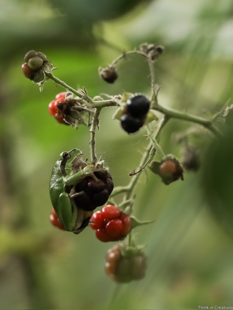 Hang in there!🐸🤭
#TwitterNatureCommunity #ThePhotoHour #Treefrogs