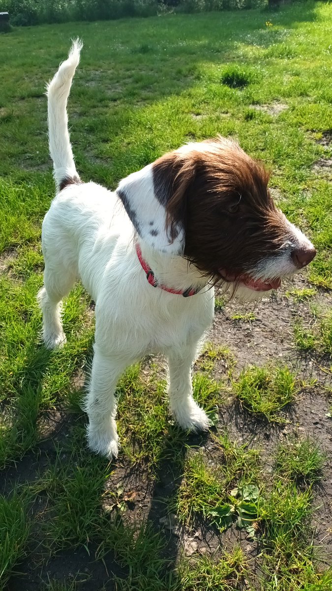 Hello 👋, Here's a gift I think your dog will love (Luna's a big fan). It's 60% off your 1st &amp; 30% off your 2nd box of Butternut Box. That's freshly prepared dog food and delivered to your door. No need to thank me - I'll get 60% off my next box too: butternutbox.com/Carly494?share… 🐶💛