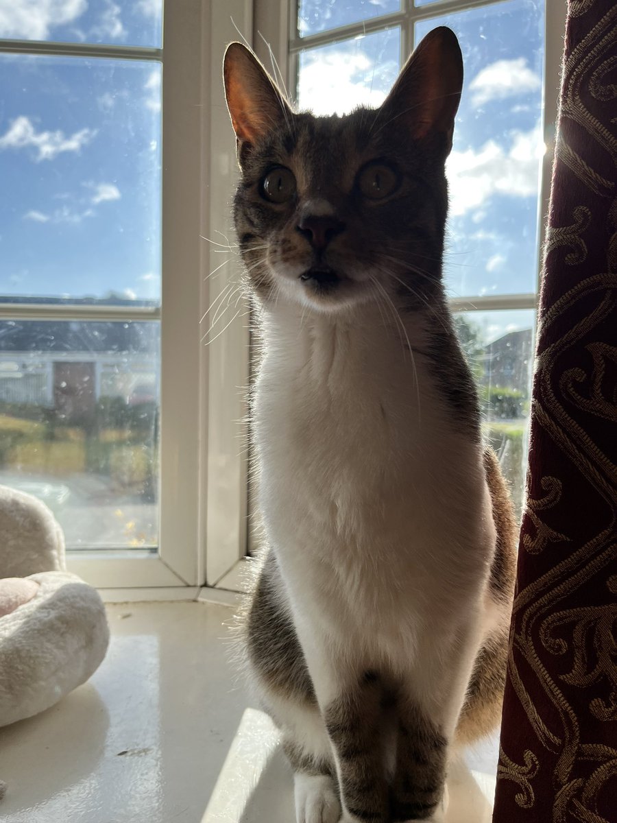 MunchkinDr's tweet image. Early risers club #FoodTime #cat