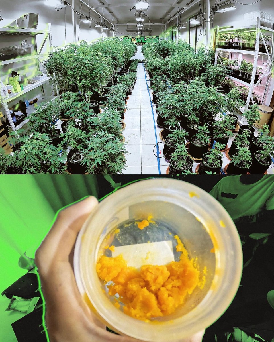 wizmanspace's tweet photo. Island Holiday 4 Stoners 🍵🔥🍃
普吉島應該突破420家花店囖
一周爆chill二十家已歇氣 每家���都試了2-3個品種 還有普吉島杯賽冠軍
沒想到710er也不少 品類豐富美味 Kief pre-roll和moon rock應有盡有🤤

價格偏高 平均在500-800泰銖/g
由於島上實在太熱 加上淡季人流少 展品很多都又熱又潮 品相略微gg
泰地區的草店對保存和展示這環都頭疼 9成氣味偏潮和酸 曼谷farmer都説濕度過高

狂熱dabber帶好手持冰箱隨時冰好口糧😁
​泰爽就是有山有海 有人潮也有安靜的海灘 海島最秋就是吹吹海風游個泳 浪上floating 騎騎車 喝個咖啡share一隻🦝🌊🌊(●￣(ｴ)￣●)

#asia420 #wizman #phuket #thailand420 #phukethigh #phuket420 #420 #710  #420exploring #asia420united