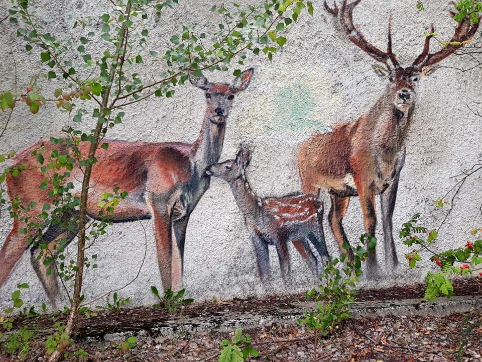 HotelInsonmia's tweet photo. @facebook me recuerda que hace 4 años escribí esto:

Con el despoblamiento #Chernobyl2019 y sus alrededores, aumentó la fauna en sus bosques. Para evitar que los lobos, ciervos y osos se contaminasen y propagaran enfermedades, se contrató a un grupo de liquidadores

#Ucrania2019 https://t.co/1GyfvRxvnx