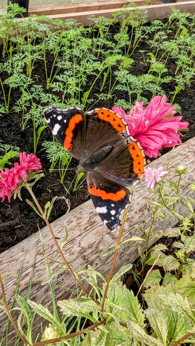 JP Orkney tweet media