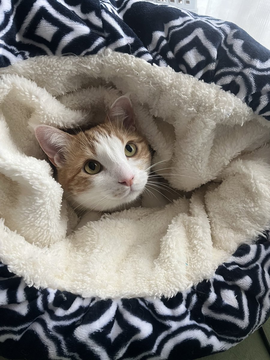 NicoRobi26's tweet photo. 美猫すぎる。

つか、暑くないのか？ https://t.co/M2K4MPOfhm