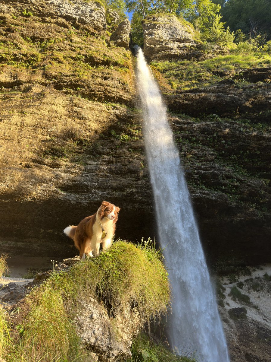 Peričnik fall #dog  #landscape #animal