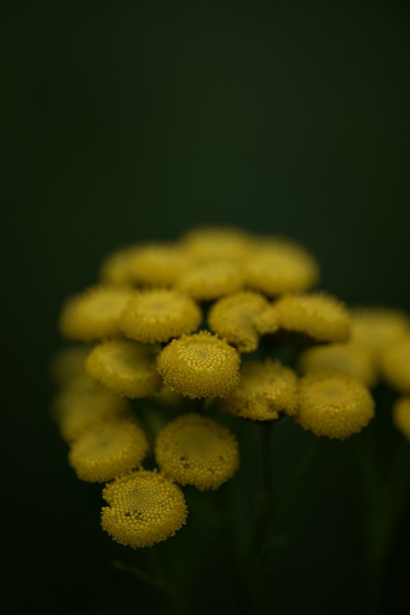 Tansy. Download: pexels.com/@lauripoldre/ 

#wildflowers #flowermacro