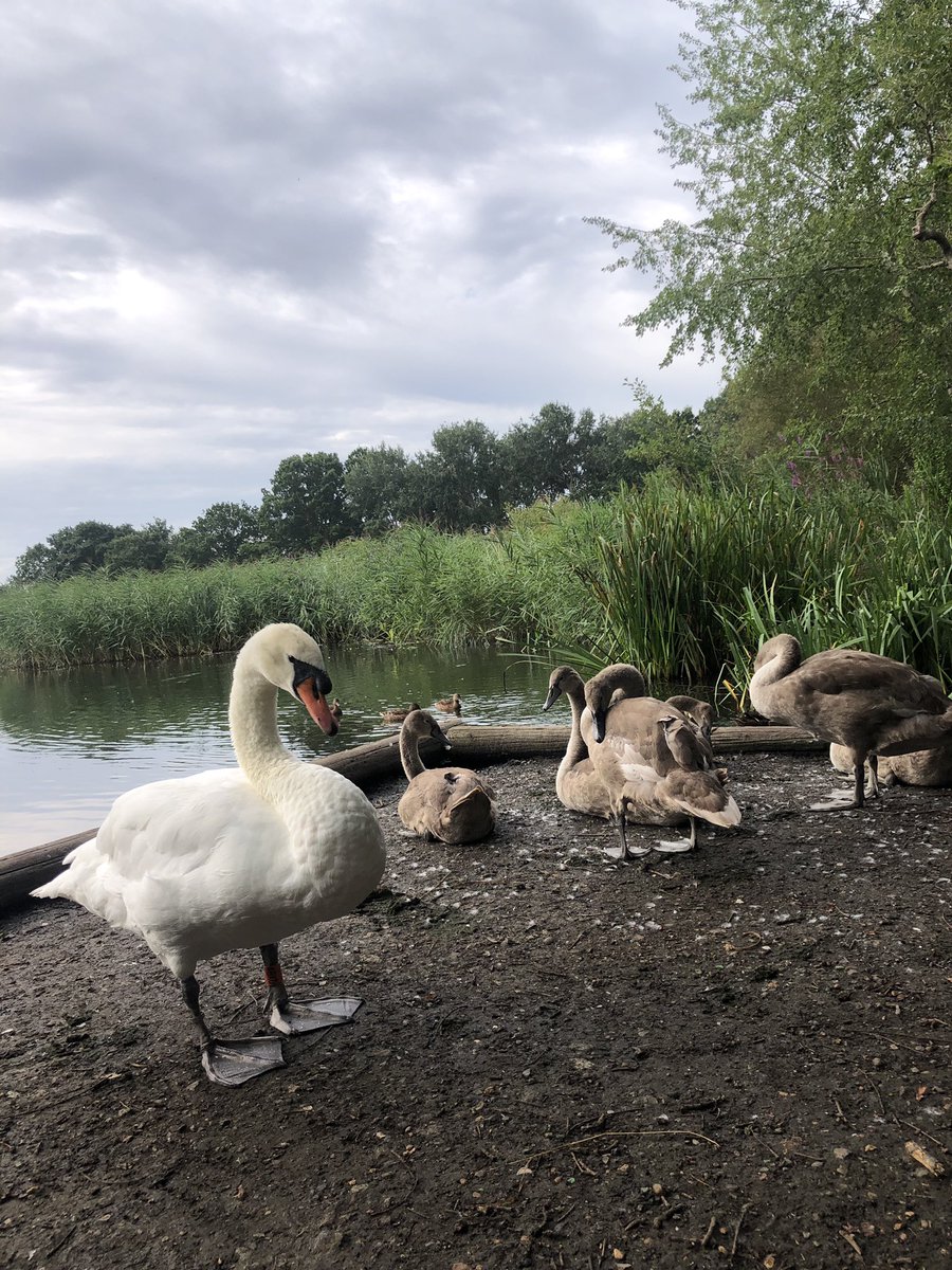 mdrakes1's tweet photo. Love this - the early morning run while everyone else is sleeping 😴 is a great feeling. 5km 🏃♂️ today. 208/250km completed for #REDAugust. @TeachersRunClub @WeAreERC @UKRunChat #wellbeing @SwanwatchUk some land based cheerleaders 📣 today! https://t.co/TVwlPCYwP7