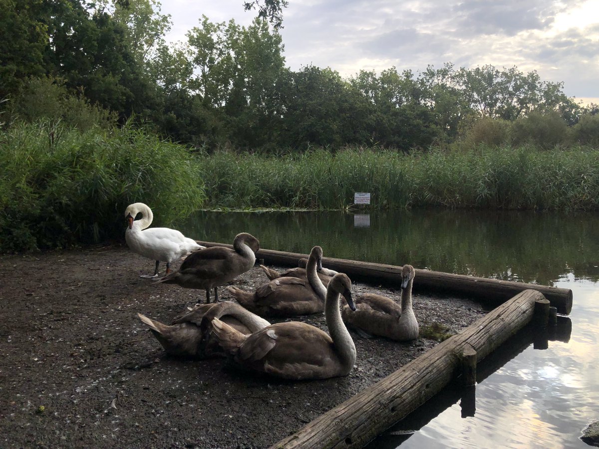 mdrakes1's tweet photo. Love this - the early morning run while everyone else is sleeping 😴 is a great feeling. 5km 🏃♂️ today. 208/250km completed for #REDAugust. @TeachersRunClub @WeAreERC @UKRunChat #wellbeing @SwanwatchUk some land based cheerleaders 📣 today! https://t.co/TVwlPCYwP7