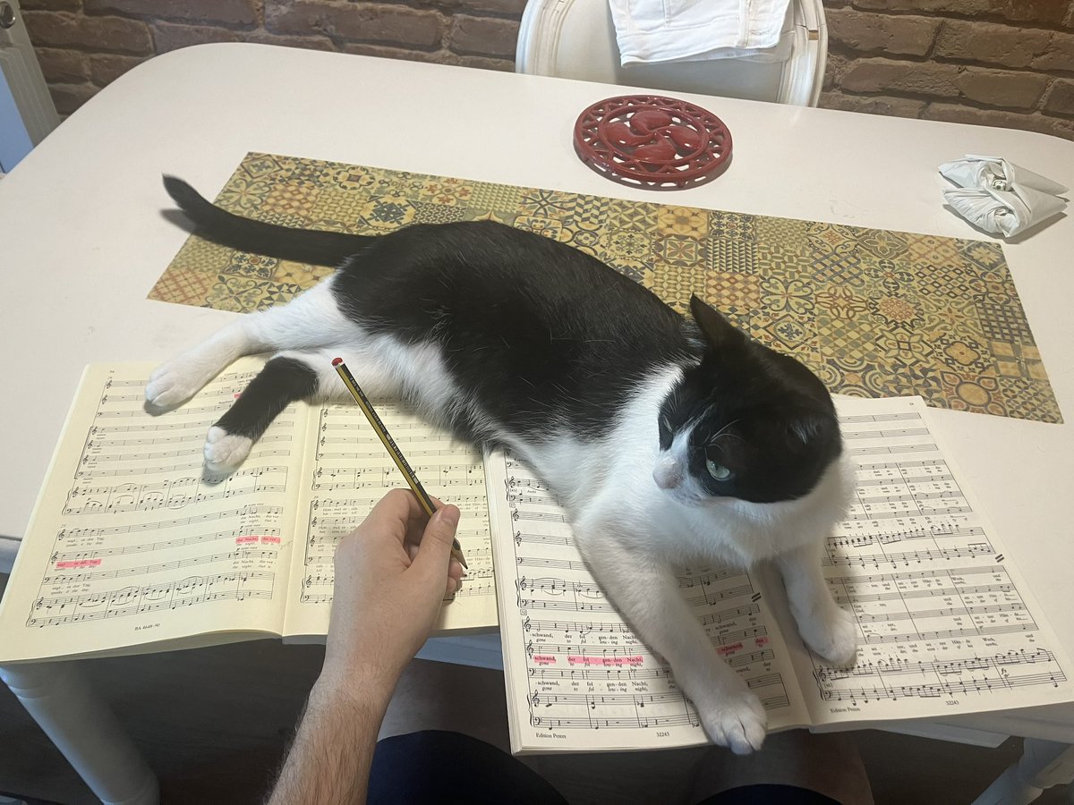 Estudiando con #romeo #dieschöpfung #haydn creeis que quiere decirme algo?🤣🤣🤣