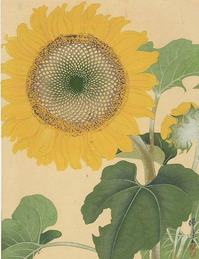 marysia_cc's tweet photo. Ikeda Zuigetsu（Japanese, 1877-1944） 
Sunflowers https://t.co/SiV54Y8SM6