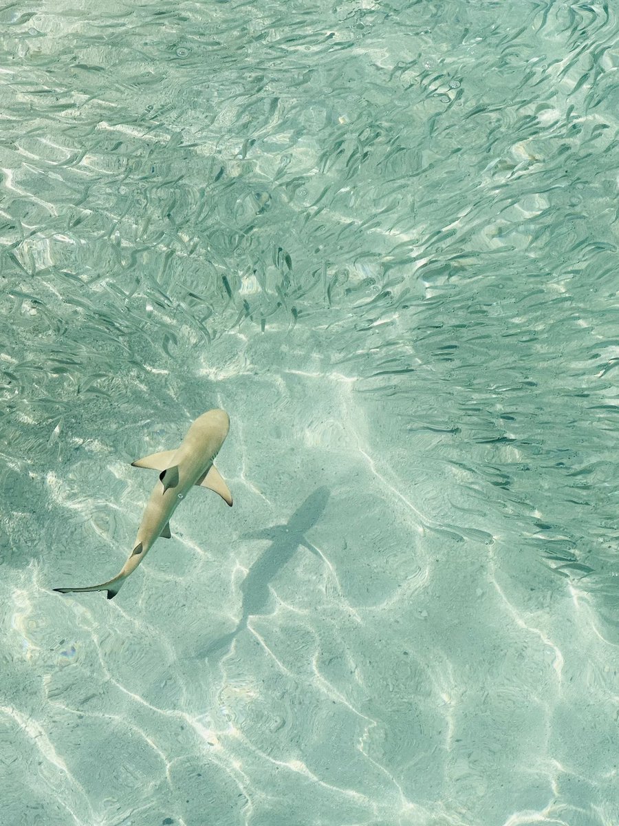 1scrummymummy's tweet photo. Baby shark…. 
Mummy shark…
Daddy shark 🦈
#scubadiving #maldives #reefsharks🦈 https://t.co/eqpAUrf3bE