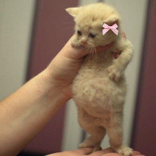 Funny Animals (@funnyanimalstt) on Twitter photo 