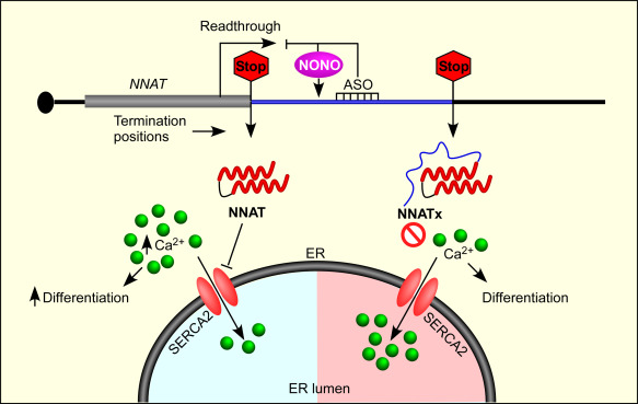 #NewPaperAlert Read our latest @jbiolchem paper to find out how the stop codon readthrough of Neuronatin (NNAT) mRNA regulates neuronal differentiation in a calcium-mediated manner
jbc.org/article/S0021-…
@DiyaP15 @nrakhtar3284 @Sarthak_Sahoo_ @emlekha 
@BICS_IISc @iiscbangalore