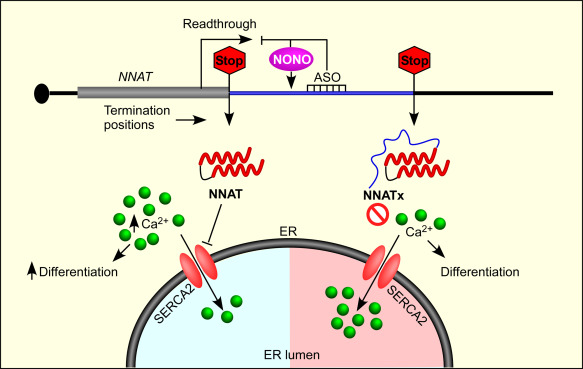 Eswarappa Lab IISc (@eswarappalab) on Twitter photo #NewPaperAlert Read our latest <a href="/jbiolchem/">Journal of Biological Chemistry</a> paper to find out how the stop codon readthrough of Neuronatin (NNAT) mRNA regulates neuronal differentiation in a calcium-mediated manner
jbc.org/article/S0021-…
<a href="/DiyaP15/">Madhuparna Pandit</a> <a href="/nrakhtar3284/">Noor Akhtar</a> <a href="/Sarthak_Sahoo_/">Sarthak Sahoo</a> <a href="/emlekha/">Lekha E M</a>
<a href="/BICS_IISc/">The Biochemical Society</a> <a href="/iiscbangalore/">IISc Bangalore</a> #NewPaperAlert Read our latest <a href="/jbiolchem/">Journal of Biological Chemistry</a> paper to find out how the stop codon readthrough of Neuronatin (NNAT) mRNA regulates neuronal differentiation in a calcium-mediated manner
jbc.org/article/S0021-…
<a href="/DiyaP15/">Madhuparna Pandit</a> <a href="/nrakhtar3284/">Noor Akhtar</a> <a href="/Sarthak_Sahoo_/">Sarthak Sahoo</a> <a href="/emlekha/">Lekha E M</a>
<a href="/BICS_IISc/">The Biochemical Society</a> <a href="/iiscbangalore/">IISc Bangalore</a>
