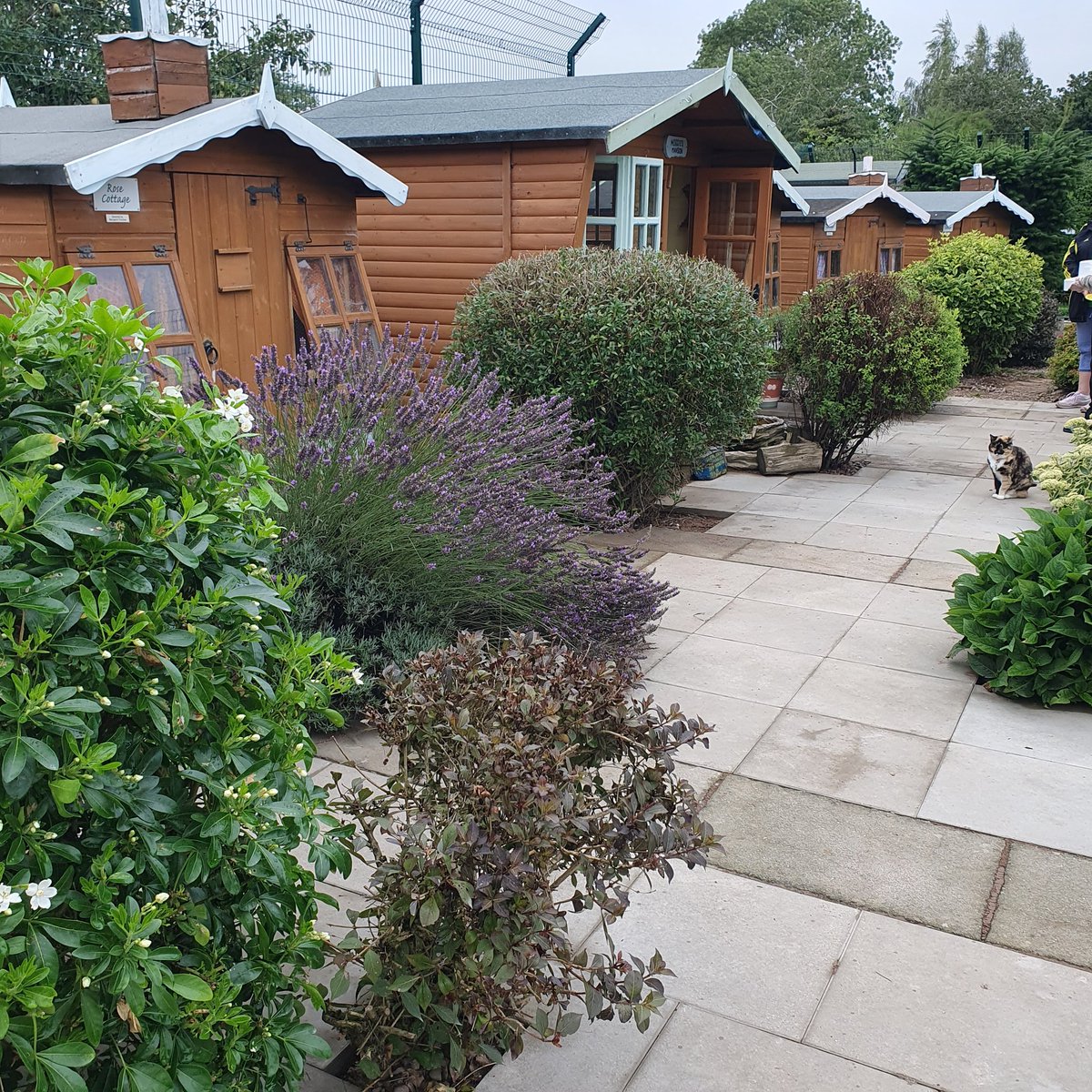 #GivingTuesday -meow from newbie Bueno who is 19 1/2yrs &amp; was a stray, enjoying life in the village that's now being paved. Better for cats &amp; hoomans. Sponsor the village for £100pa - contact Sam sponsorship@shropshirecatrescue.org.uk or shropshirecatrescue.org.uk/sponsor-a-cat 😻🐾#seniorcats