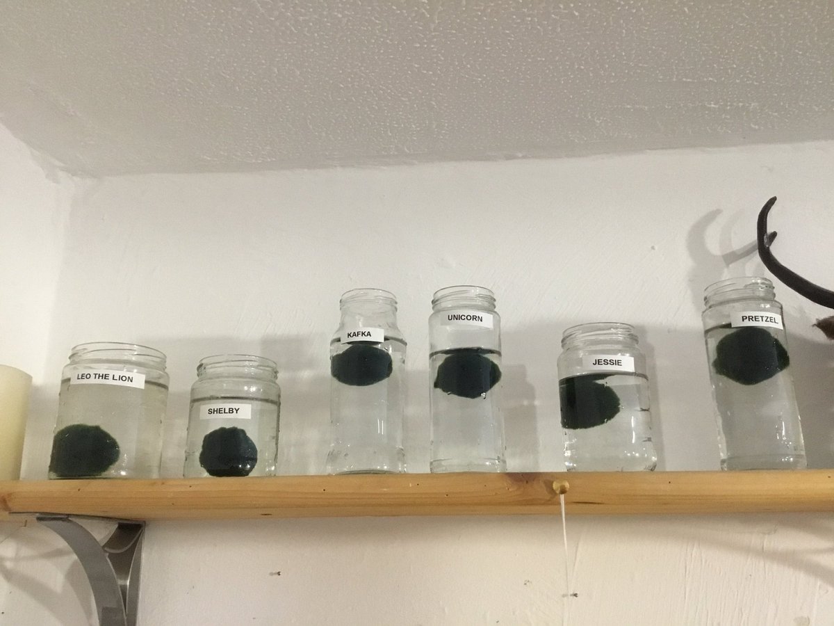 Can we all just take a moment to enjoy the fact that at my kid's nursery all the kids get a pet moss ball and are allowed to name it, and some kid has called theirs 'Kafka'?

Thanks. I appreciate it. You can carry on with your day now.