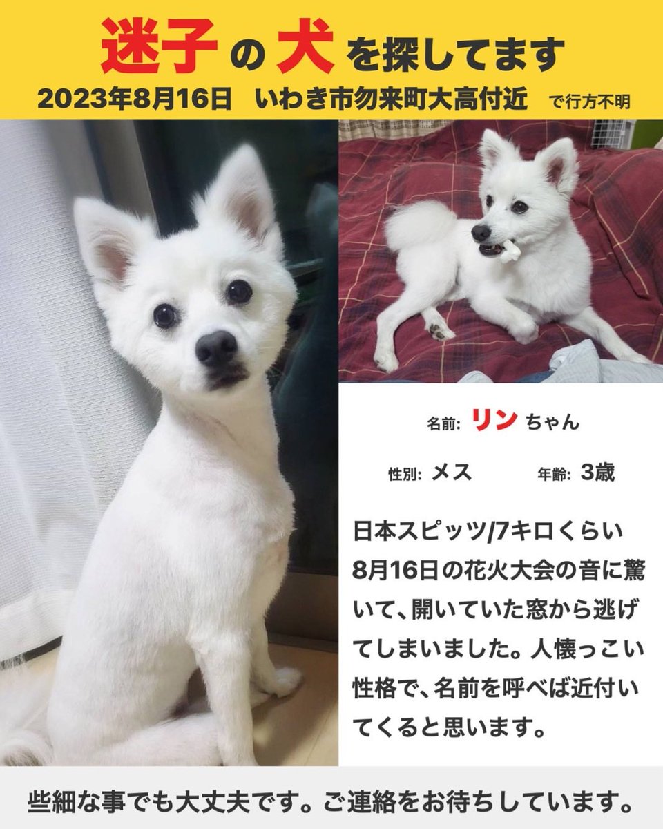 hirussyi's tweet photo. リンがいなくなって6日。

茨城県の動物指導センターの保護犬情報にリンの可能性大の情報が記載されており、確認したらセンターのミスで、保護されてないのに保護犬情報に載せてしまったという事がおきました。

怒りと悲しみで心がぐちゃぐちゃになりました。

どうか情報お願いします。

#迷子犬 https://t.co/hNH2MoAetS