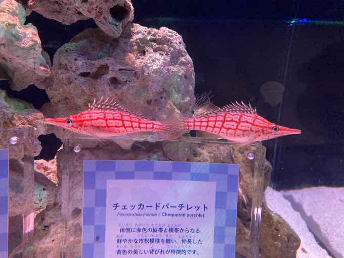 アクアパーク品川でお祭りをイメージした和柄模様の魚を集める展示が面白かった 他の魚も和に変換してみる・がま口・櫛・市松模様・白帯 
