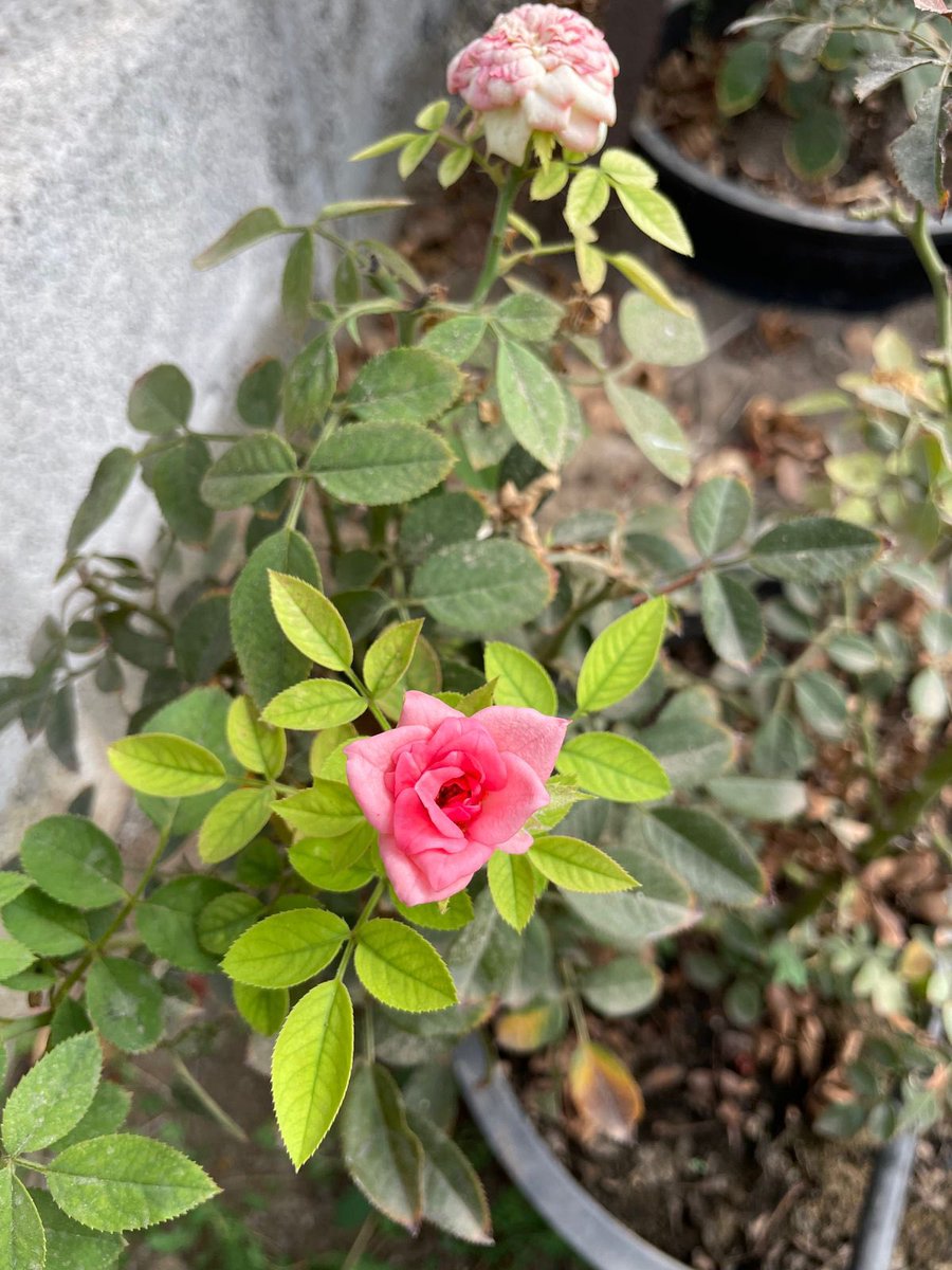 أَبـُو حَسَـنْ (@10h_h0) on Twitter photo 