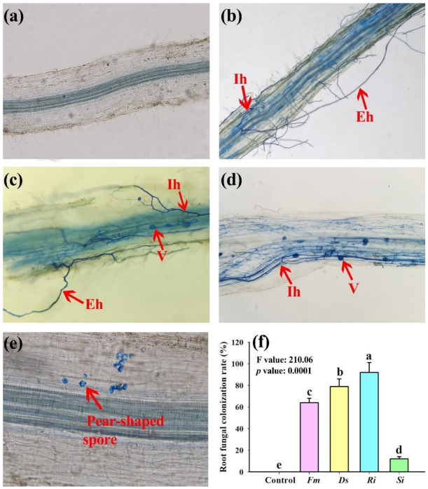 AgricultureMdpi's tweet photo. #AgricultureMdpi - 2022 Highly Cited Paper
Title: Effects of Symbiotic Fungi on Sugars and Soil Fertility and Structure-Mediated Changes in Plant Growth of Vicia villosa
Authors: Wan-Xia He et al.
Link: https://t.co/vh0egLLfst
#aggregatestability #endophyte #glomalin https://t.co/Wid46yHJjh