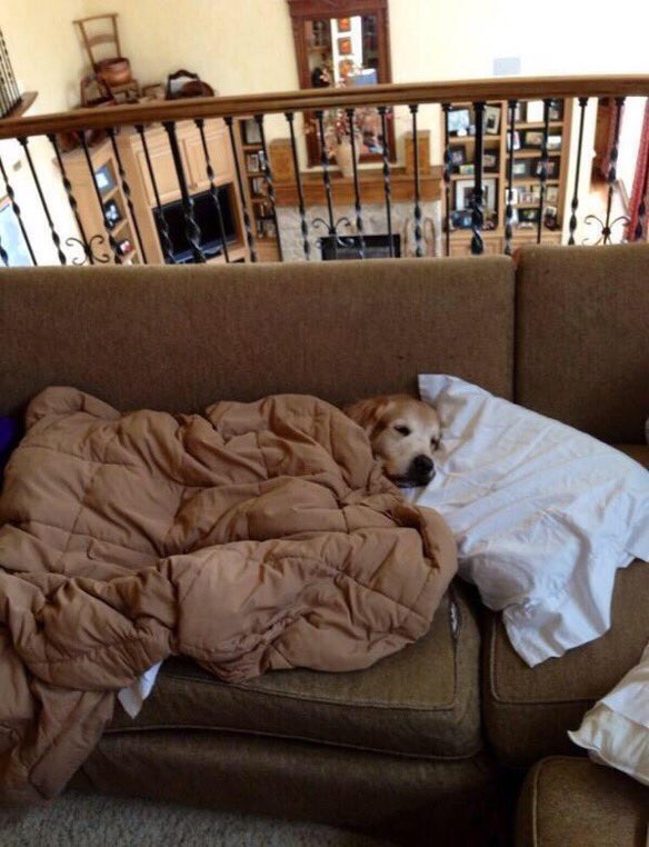 cute 😍  #dogs #AnimalsLover