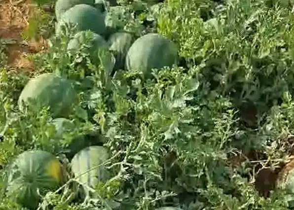 VRural's tweet photo. EMPRESAS 🆕 El plan nutricional de Brandt consigue un 92% más de sandía. 🍉

Más información ⬇️
https://t.co/aJhKX0nFAf

#Agricultura #Sandía 

@BRANDT_Europe https://t.co/iVaPLCcl6I