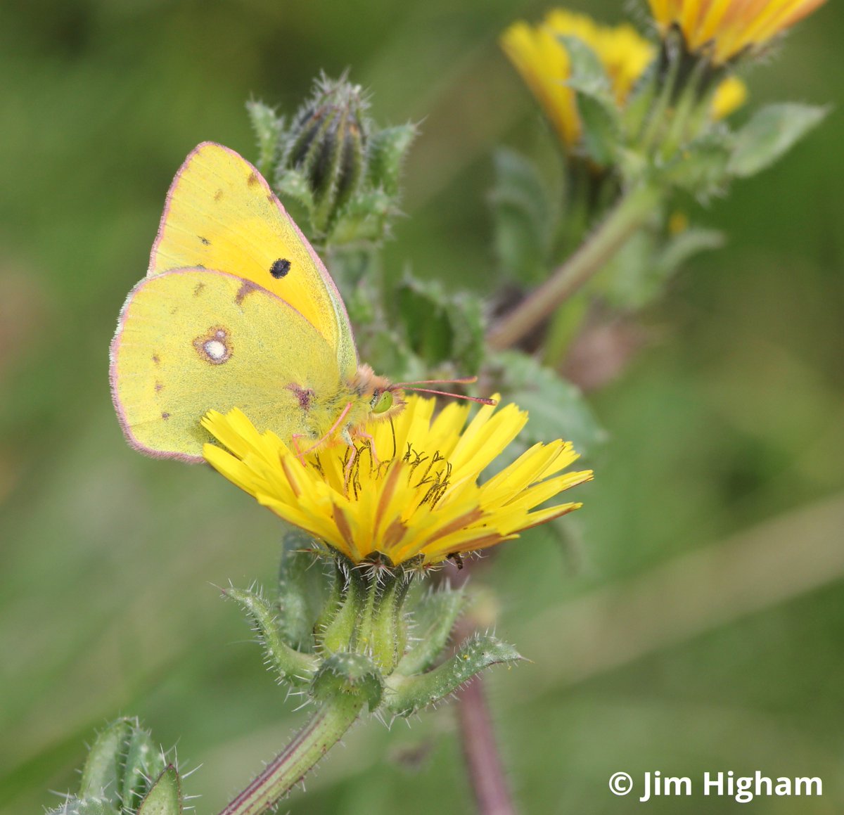 💛 Meet the Clouded Yellow! 🦋 This medium-sized, golden-yellow #butterfly migrates here from North Africa & Southern Europe with numbers peaking around August. 🔎 Good places to spot Clouded Yellows in Herts include: Hilfield Park Reservoir & Waterford Heath