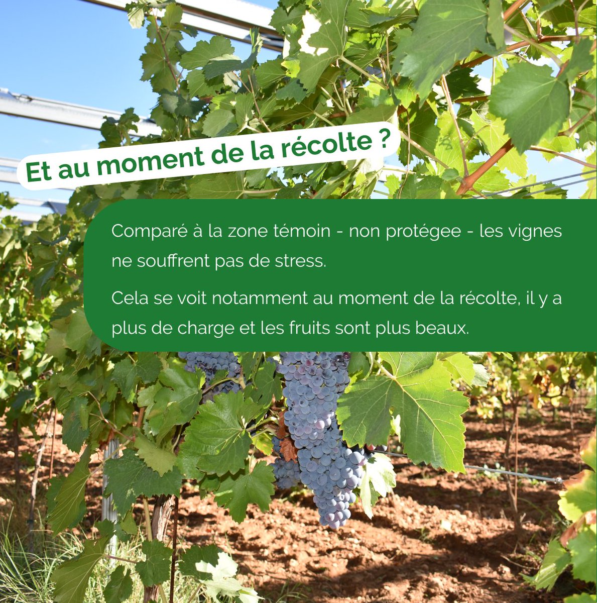 Ombrea (@ombreafr) on Twitter photo Chez Ombrea, nous avons la chance d'accompagner au quotidien de nombreux agriculteurs et agricultrices passionnées.
📷 Découvrez Gauthier Hugues, agriculteur dans le Var, dont nous protégeons une des parcelles avec la Société du Canal de Provence
#innovation #agrivoltaïsme Chez Ombrea, nous avons la chance d'accompagner au quotidien de nombreux agriculteurs et agricultrices passionnées.
📷 Découvrez Gauthier Hugues, agriculteur dans le Var, dont nous protégeons une des parcelles avec la Société du Canal de Provence
#innovation #agrivoltaïsme