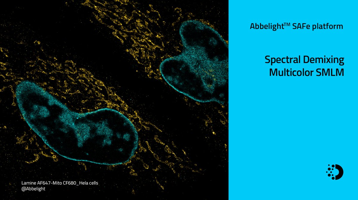 The SMLM configuration of Abbelight bioimaging platform includes the simultaneous multicolor technology of spectral demixing. This unique technology enables the simultaneous collection of up to 3 biological structures in a single acquisition.

abbelight.com/spectral-demix…

#SMLM