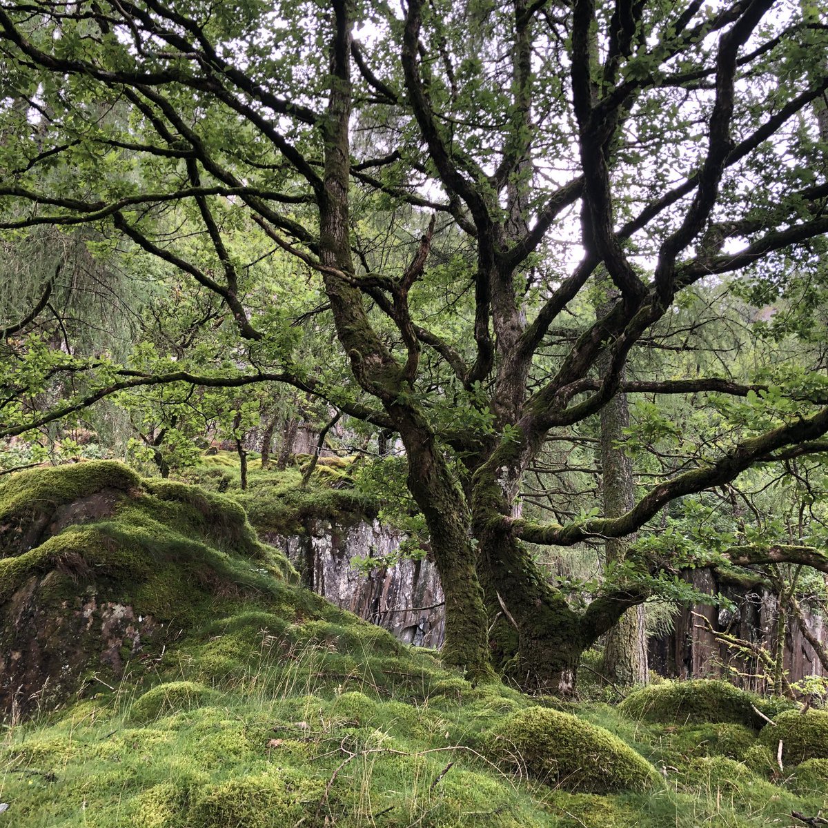 idedwards's tweet photo. Oak #Borrowdale #EnglishLakes #LostRainforestsofBritain #thicktrunktuesday #mosses https://t.co/8krxSrzSzU