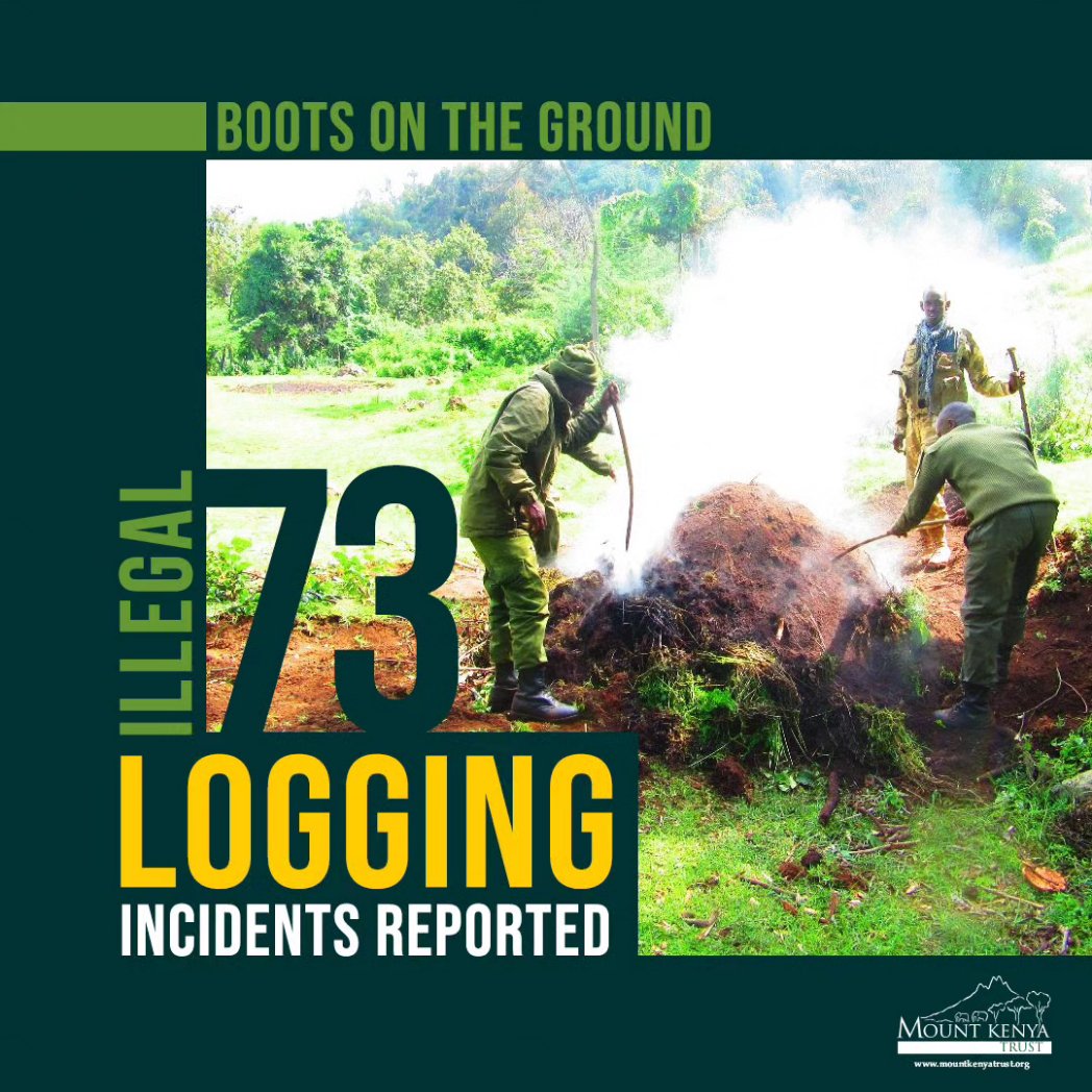mountkenyatrust's tweet photo. 🌲🏔️ In the month of July, MKT rangers reported 73 incidents of illegal logging.

➡️ Learn More 🔗 https://t.co/PyOtmTZxog

#MKT_Operations #MKTRangers #IllegalLogging #stoplogging #saynotologging #SupportMKT #MountKenyaTrust #ConservationHeroes https://t.co/8fFaUuQ4DS