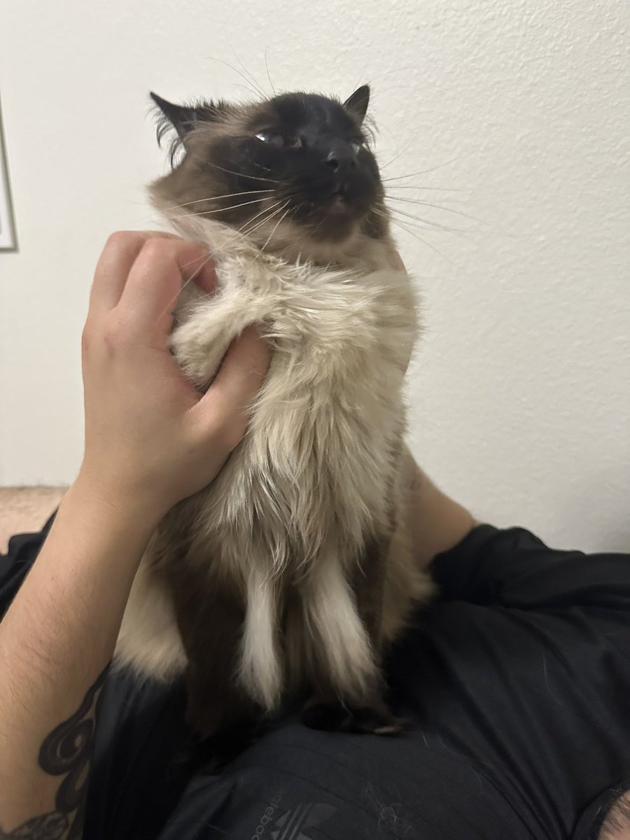 why does my cats armpit hair
