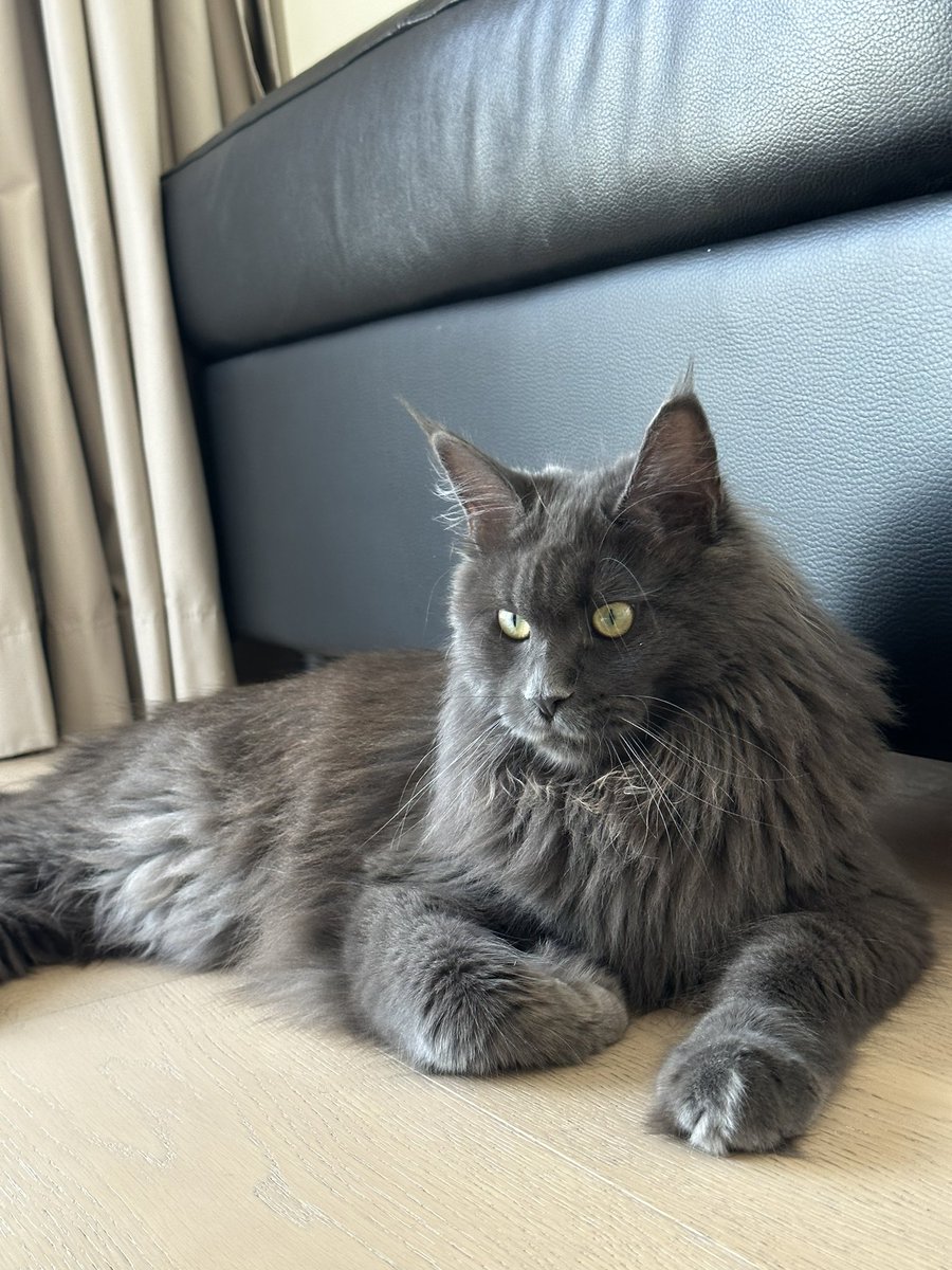 My not so lil lioness AMIRI. Did you know Maine coon cats grow to 28inches long at 2yrs old and she’s only 8 months old. 🤪❤️