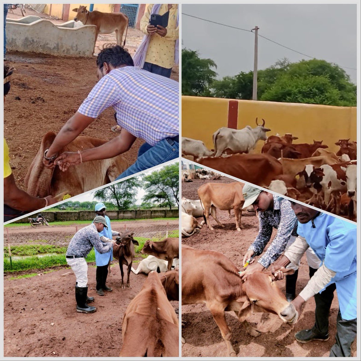 IASTripathiCG's tweet photo. आज वेटरनरी मोबाइल यूनिट टीम द्वारा नगरीय निकाय गौठान देवकर विज़िट कर3 बीमार पशुका उपचार #Vaccination #MVU #LHDC
78 पशुओ #deworming #AnimalHealthCare @ChhattisgarhCMO @BemetaraDist @RChoubeyCG #Gauthaan #VeterinaryActivities @KPSingh_IAS @VibhagCg @DPRChhattisgarh https://t.co/7ehtQh7Rv0