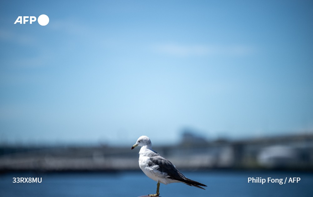 Agence France-Presse tweet media