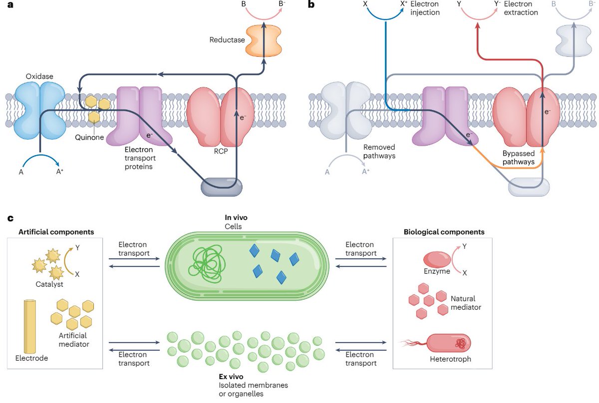 Josh Lawrence (@jmlawrence_) on Twitter photo Photosynthetic electron transport chains can be 'rewired' for solar-powered electricity and chemical production. Check out our <a href="/natrevbioeng/">Nature Reviews Bioengineering</a> review for insights into this exciting research field ☀️🌱⚡️🧪 #Photosynthesis #RenewableEnergy #Sustainability
rdcu.be/dj6CW Photosynthetic electron transport chains can be 'rewired' for solar-powered electricity and chemical production. Check out our <a href="/natrevbioeng/">Nature Reviews Bioengineering</a> review for insights into this exciting research field ☀️🌱⚡️🧪 #Photosynthesis #RenewableEnergy #Sustainability
rdcu.be/dj6CW