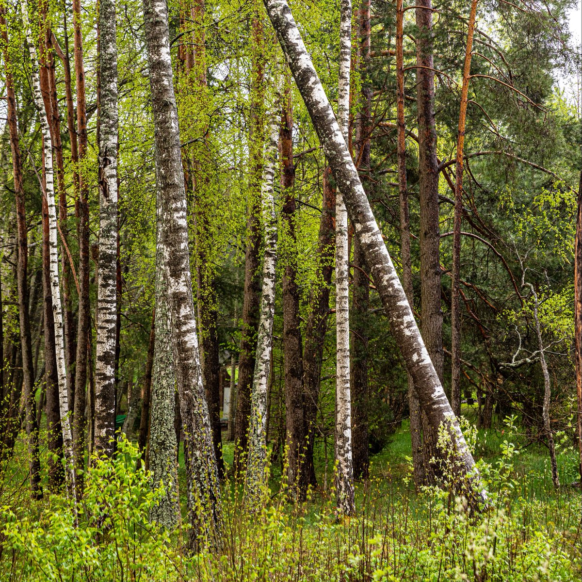 FSC_IC's tweet photo. What do forests mean to you? How do you benefit from sustainable forestry? We visited six private forest owners in Lithuania to find answers to these questions. Read the full story here: https://t.co/9KpAJhulYv
#Smallholders #FSCGroupCertification https://t.co/gY6jT6vR0W
