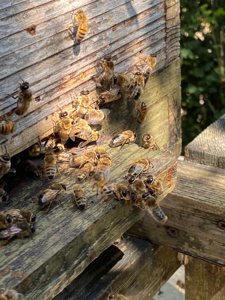The bees at Tablehurst Farm are part of our vision for creating a good environment for the plants, trees, soil and wildlife. We have beehives and sun hives around the farm for the bees and have created a bee garden of flowers for them to enjoy. #tablehurstfarm #biodynamicfarming