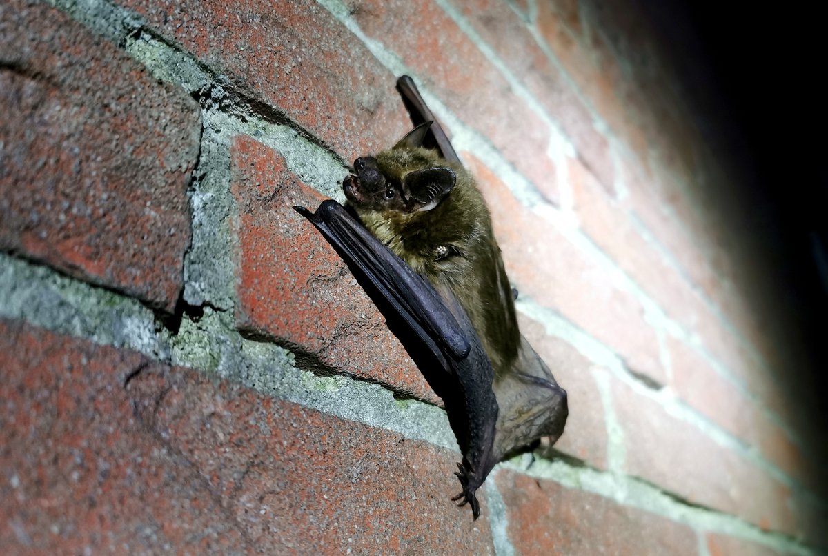 HetNatuurhist's tweet photo. Wist je dat er in het Zuiderpark 7 verschillende soorten vleermuizen voorkomen? Op vrijdag 25 augustus is het #nachtvandevleermuis en kun je gratis met een ecoloog op pad. Zie èn hoor wat er fladdert in het donker! Info⬇️
https://t.co/zjlx66gj3K
@nacht_de #nationaalparkrotterdam https://t.co/qDyXulM1QN