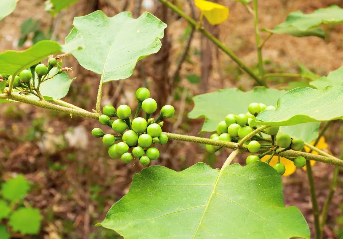 PRwamigabo's tweet photo. Que savez-vous des aubergines sauvages communément appelées #Muranda à Goma . L'article est à lire ici ⤵️⤵️⤵️⤵️⤵️
https://t.co/YWpmHnW102 https://t.co/gMaFweWQgC