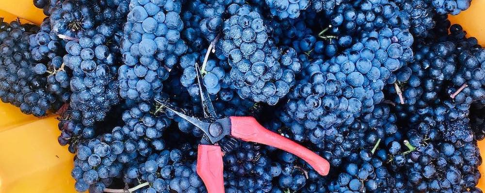 rickwine's tweet photo. The numbers are not good. VQA Ontario wine sales are stuck in a rut and just can't gain traction like they have in B.C. The problem, who to blame (looking at you, LCBO) and what needs to change are examined in this post on Wines in Niagara. 
👉 https://t.co/lSzGPLZXLN https://t.co/yWZzoz9hc0