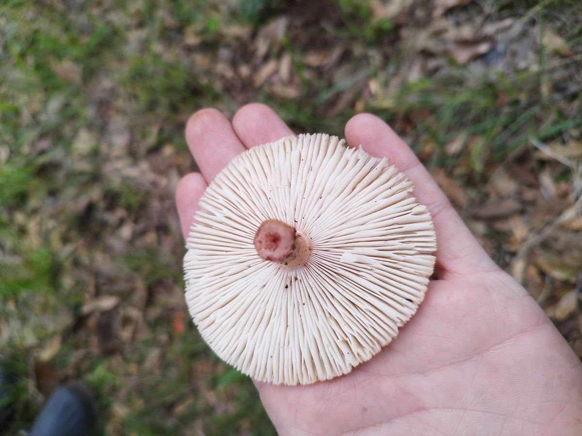 PabLosuMac's tweet photo. @Fungi_Cosas me ayudas para saber qué hongos son estos? https://t.co/uCjiLwAVpf