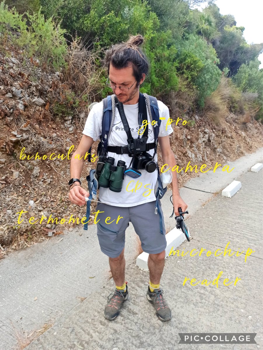 Federica Landi (@fede_anatomy) on Twitter photo 1. me taking a selfie when my colleague ACTUALLY works
2. A newborn
3. Jess trying to take Sylvain's microchip because we suspect he's a macaque
4. things we carry during hike: gps, food, water, termometer, gopro, camera, microchip reader, binocular, tablet.
<a href="/GibMacProj/">Gibraltar Macaques Project</a> 1. me taking a selfie when my colleague ACTUALLY works
2. A newborn
3. Jess trying to take Sylvain's microchip because we suspect he's a macaque
4. things we carry during hike: gps, food, water, termometer, gopro, camera, microchip reader, binocular, tablet.
<a href="/GibMacProj/">Gibraltar Macaques Project</a>